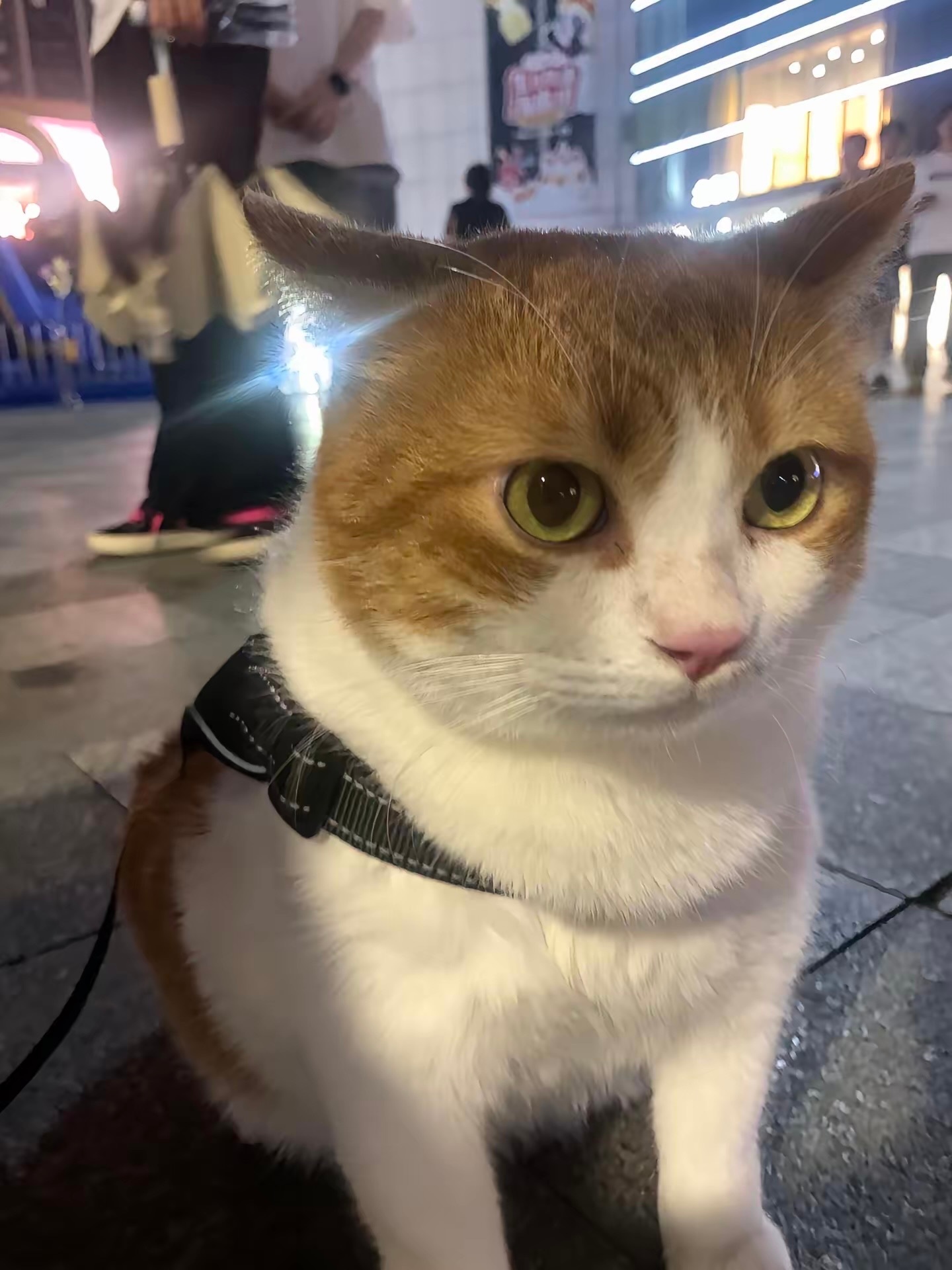 猫咪：可以到你家借宿一宿吗🥹 