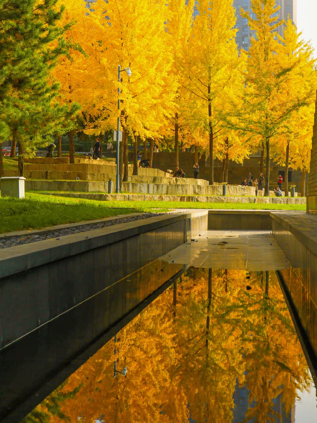 预言会是西安周末顶流…银杏树林！绝米！！