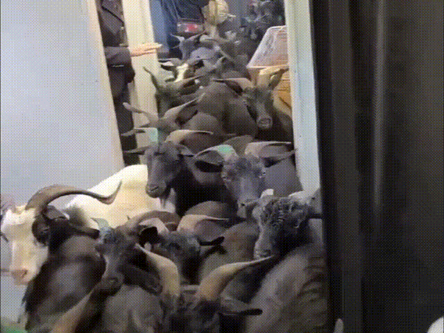 四川凉山，不知道这是羊第几次乘坐列车，人和羊在一个火车上，没有羊攻击人的现象，看