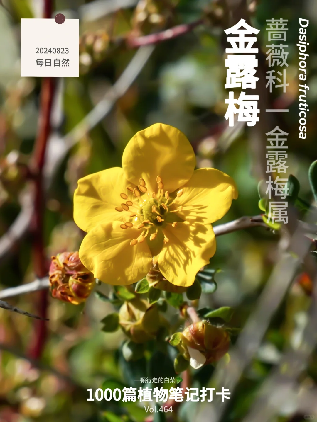 植物笔记464｜金风玉露一相逢，转身遇见！