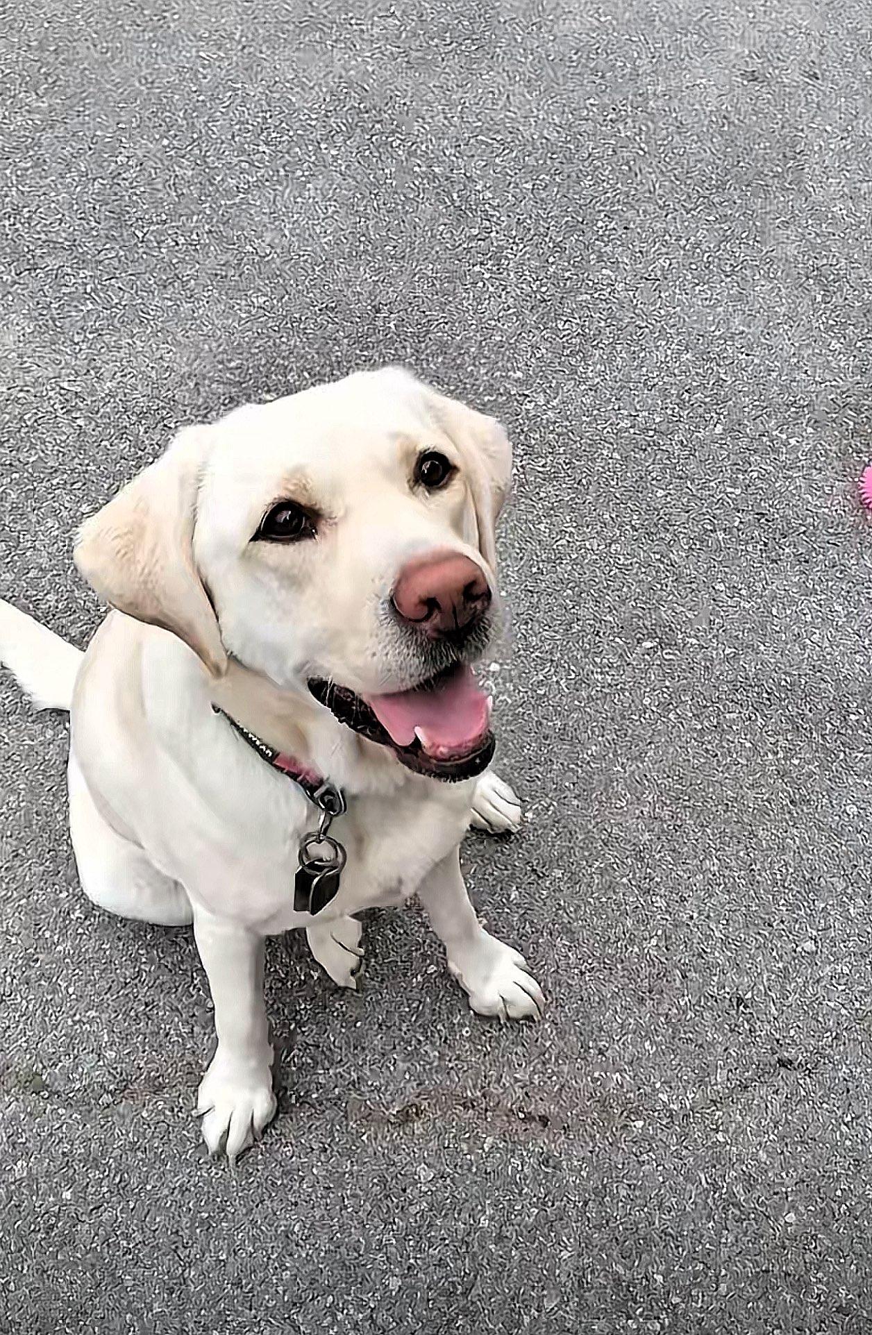 芬迪项圈留旧主名？三大疑问戳中网友心！

昨天刷到芬迪的视频，看到大宝贝状态尚可