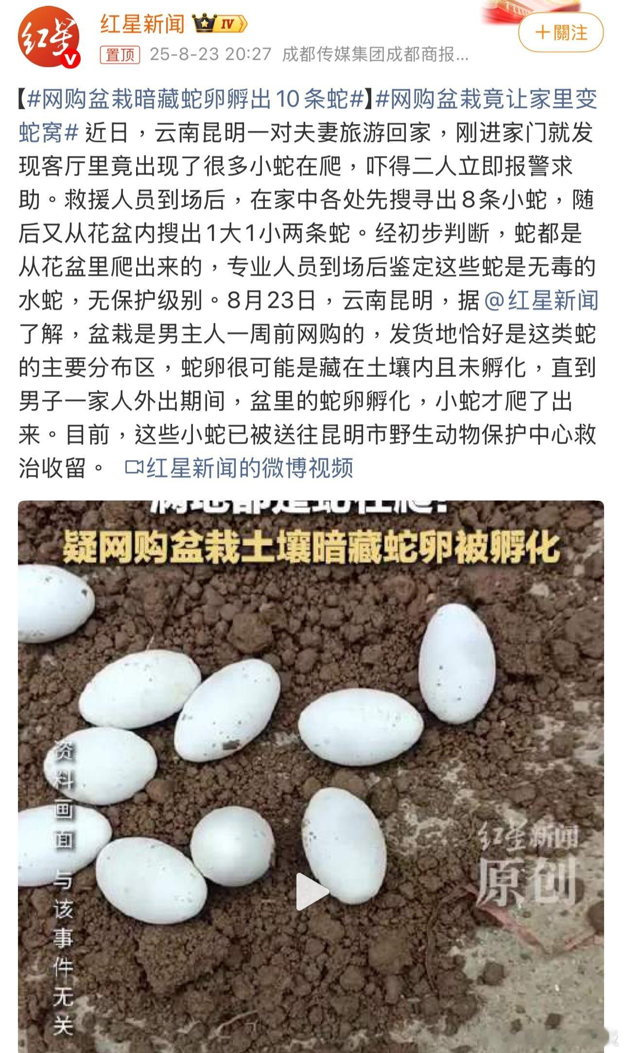 网购盆栽暗藏蛇卵孵出10条蛇 网购绿植本想装点家，结果拆出“活物惊吓”？想想日常