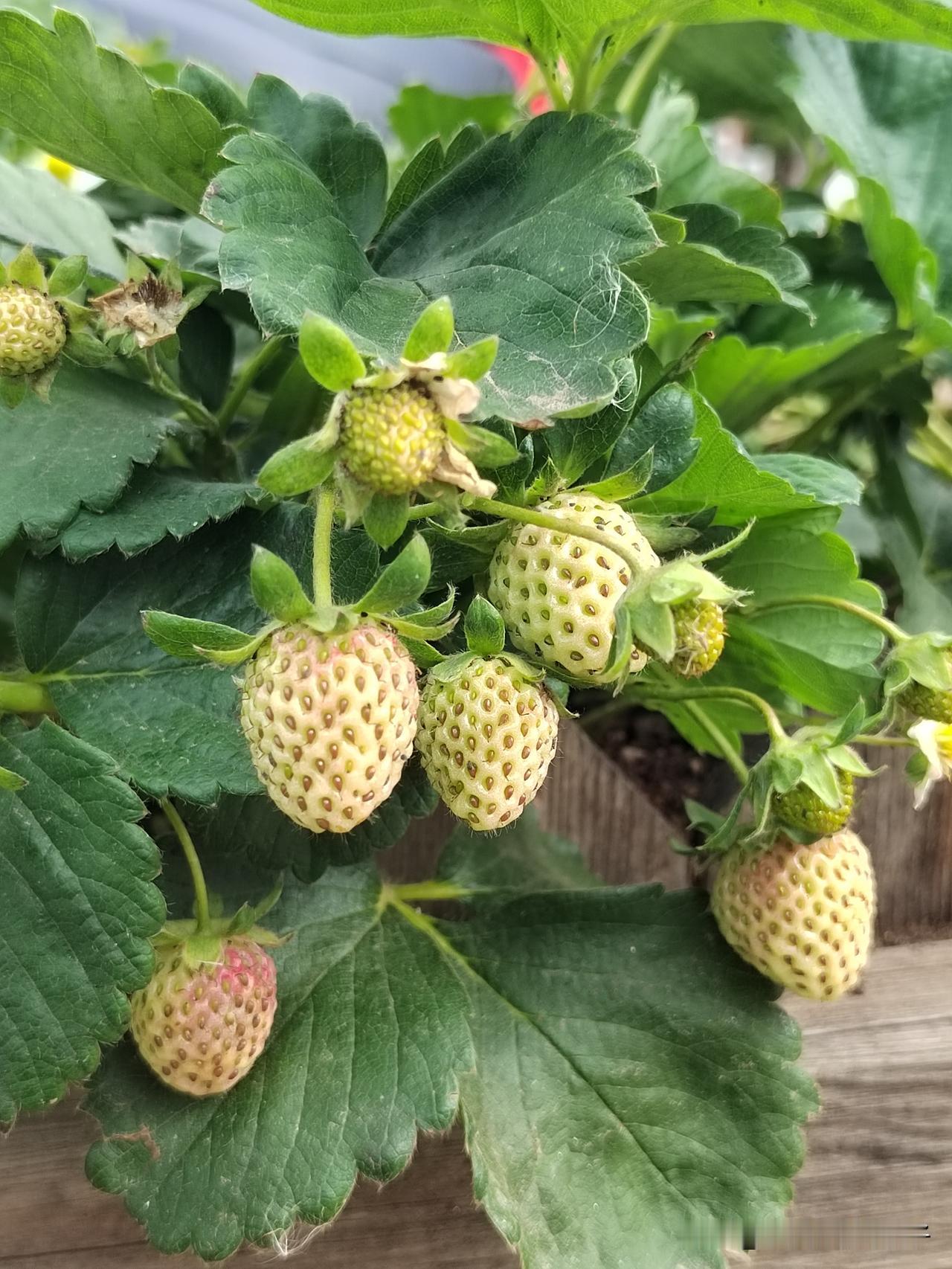 冬天当然是挂满枝头的小草莓啦🍓🍓🍓
甜甜的
很好吃😋