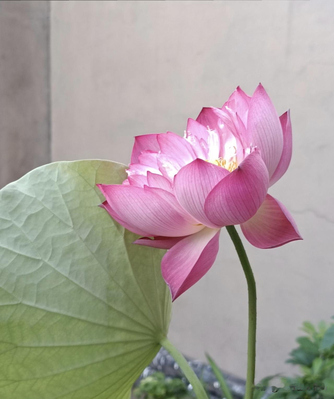 清晨，庭院荷花悄然盛开，一荷一叶，把温润柔和带到夏日庭院来……
（图片：拍摄于沙