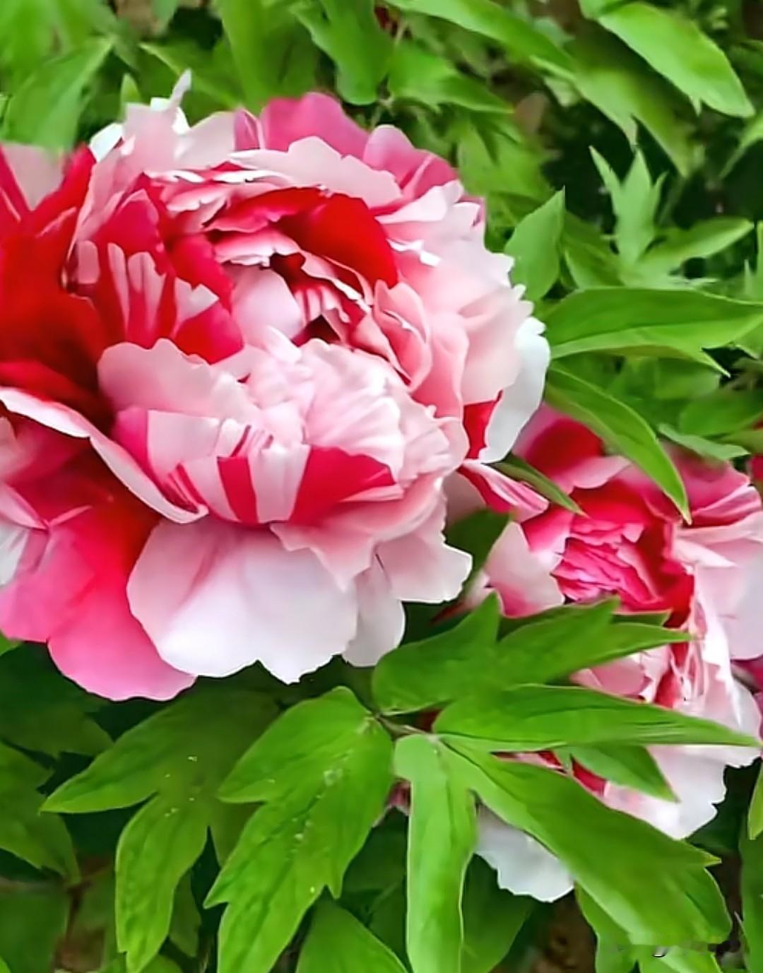  洛阳牡丹真的绝了！实拍花王盛开现场，这才是顶流排面！

春风有信，花开有期。