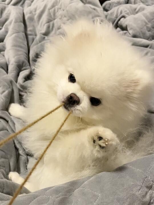 坏狗狗！