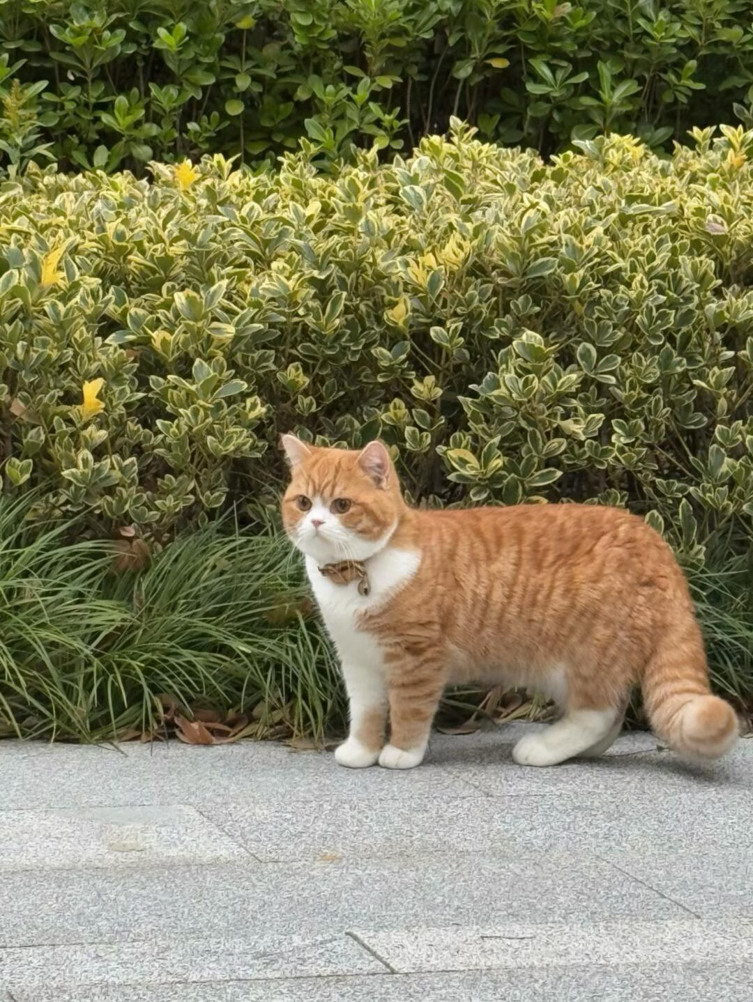 偶遇一只emoji🐈这种肉嘟嘟的小橘猫到底谁不喜欢啊！！ 