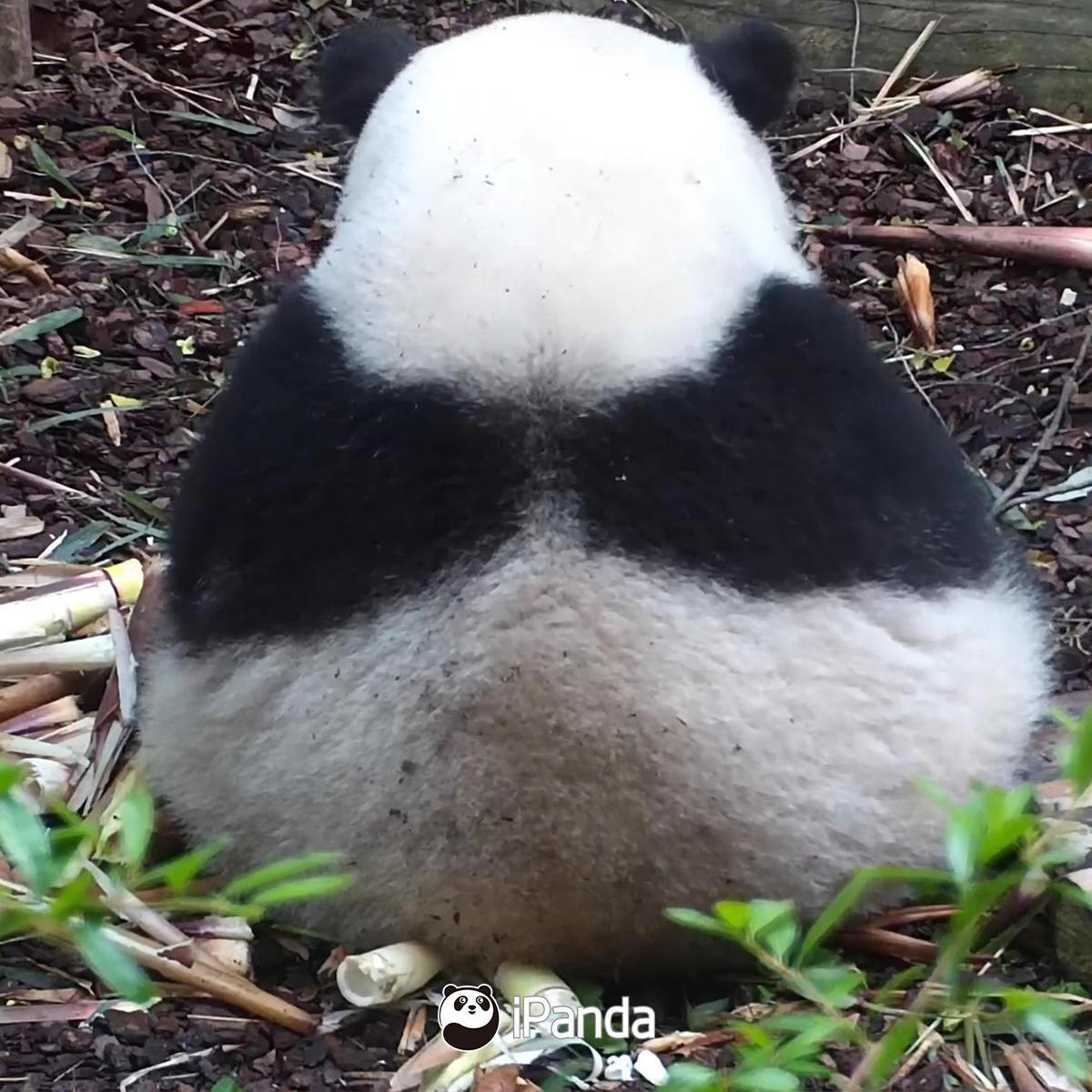 ૮₍ ⸝⸝´ ˘ `⸝⸝ ₎ა 新鲜出炉的“糯米饭团”🍙 松软可口、“卖”相极