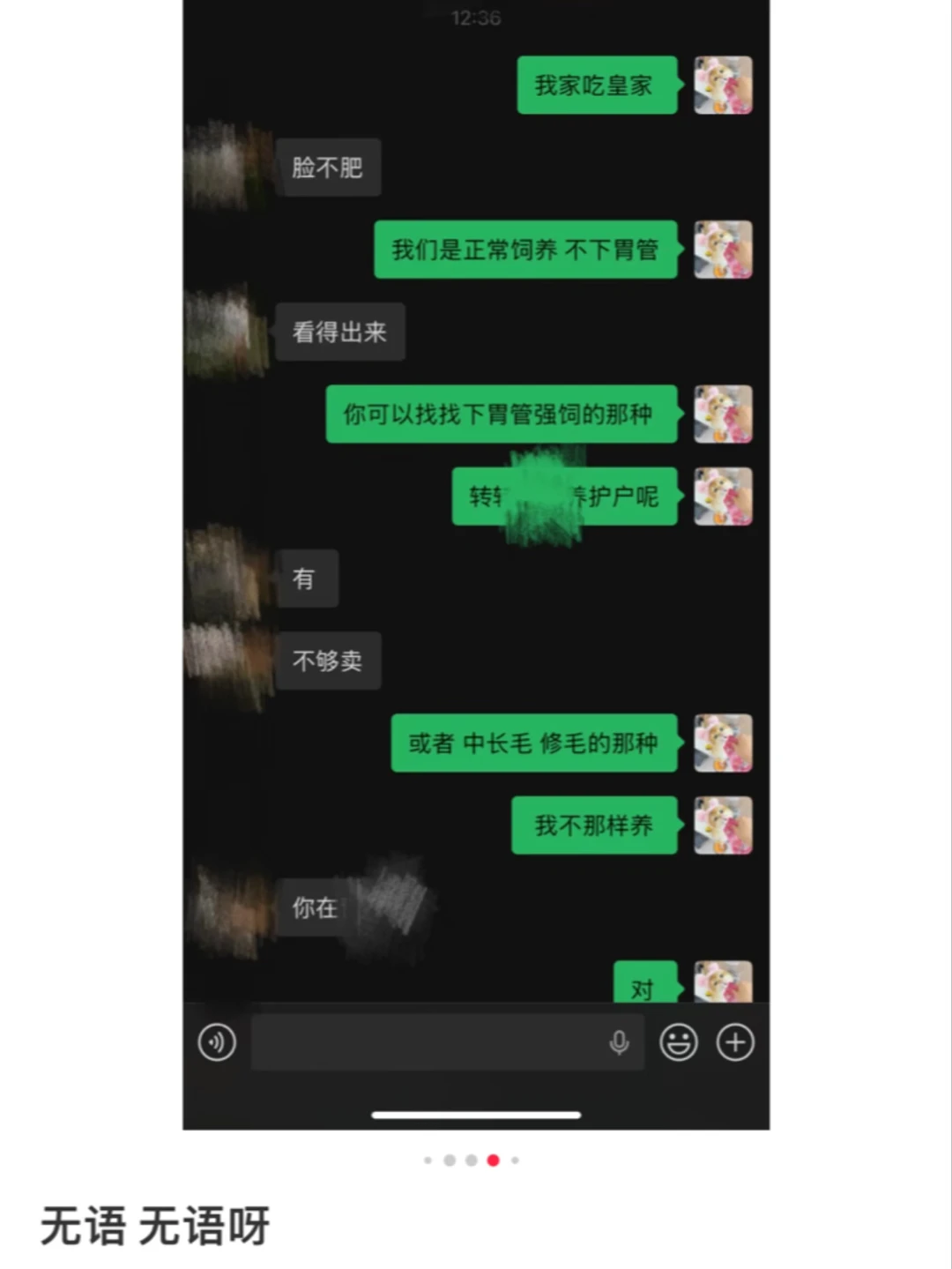 第一次知道竟然有给小奶猫下胃管催肥的