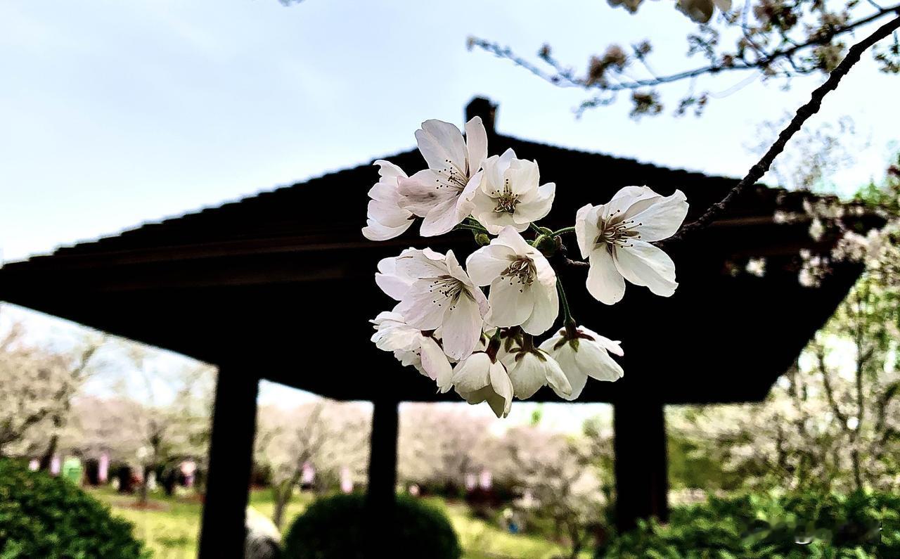 四月的樱花季，带给游人太多的视觉享受！