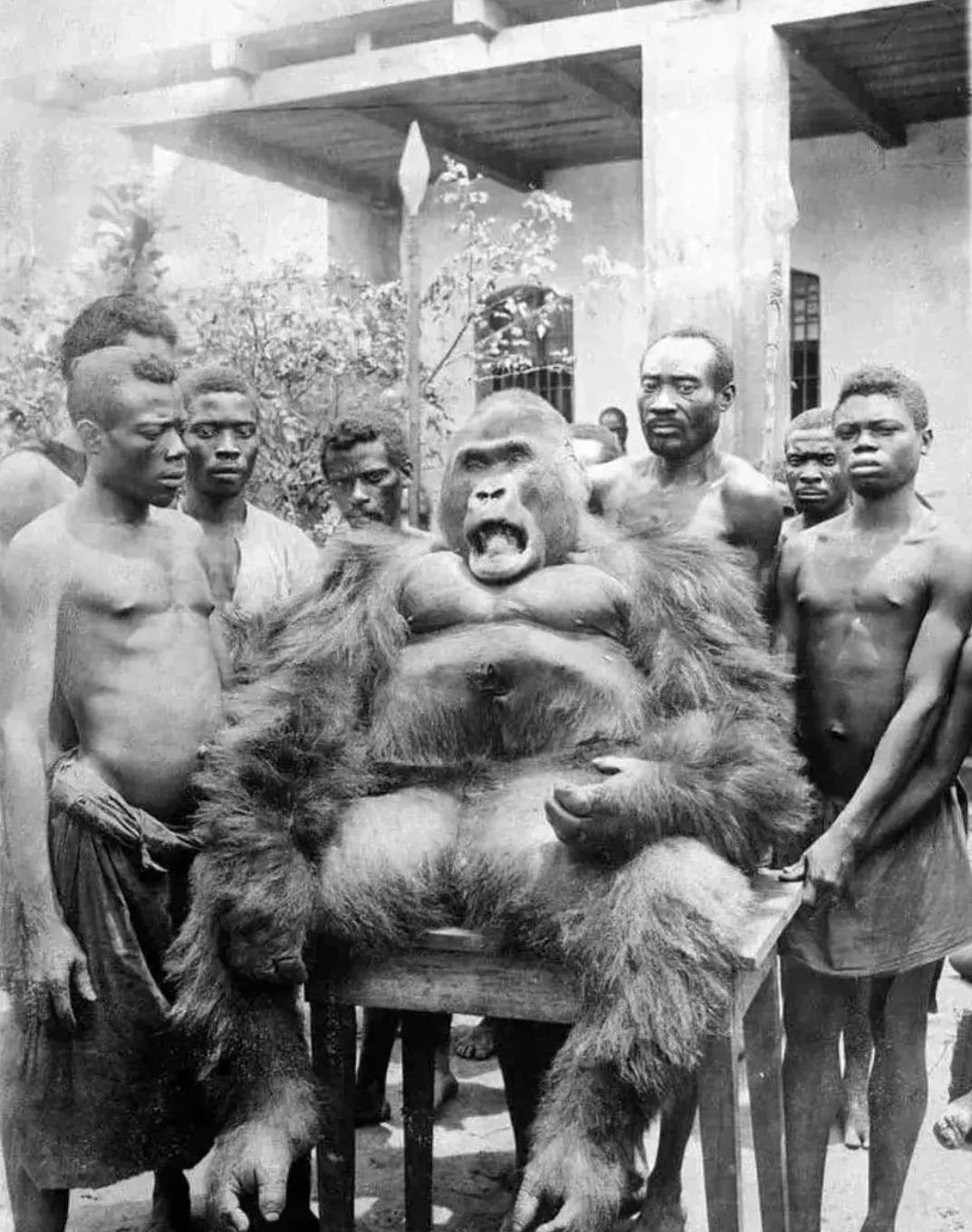 1932年，一群居住在刚果附近的原始人捕捉到了这一头大猩猩，这头大猩猩是当地的猩