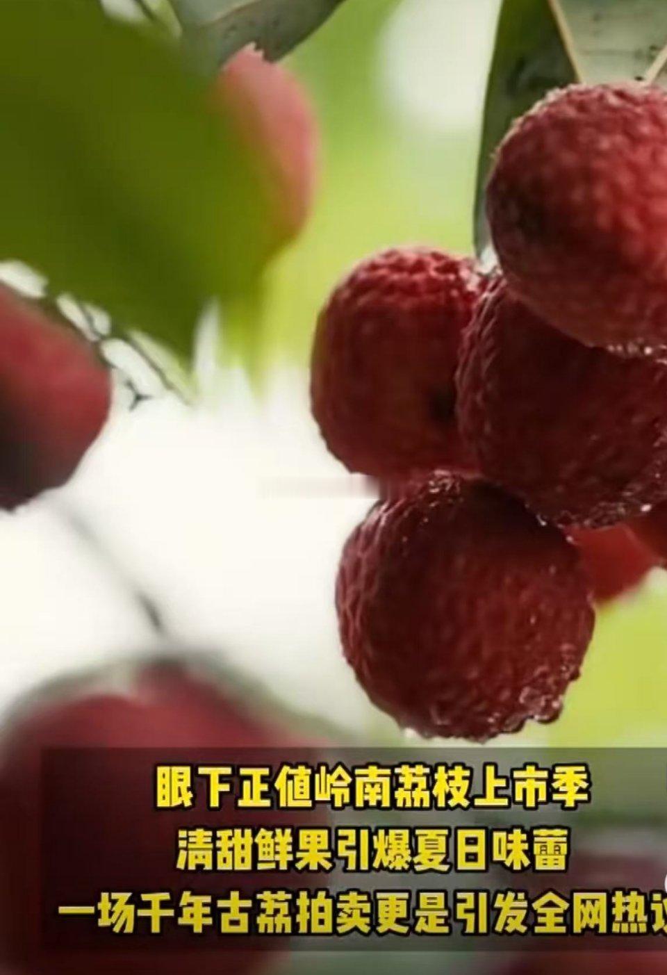 12968元的千年古树荔枝是啥味儿我真的太好奇了！上万块一颗的千年古树荔枝，到底