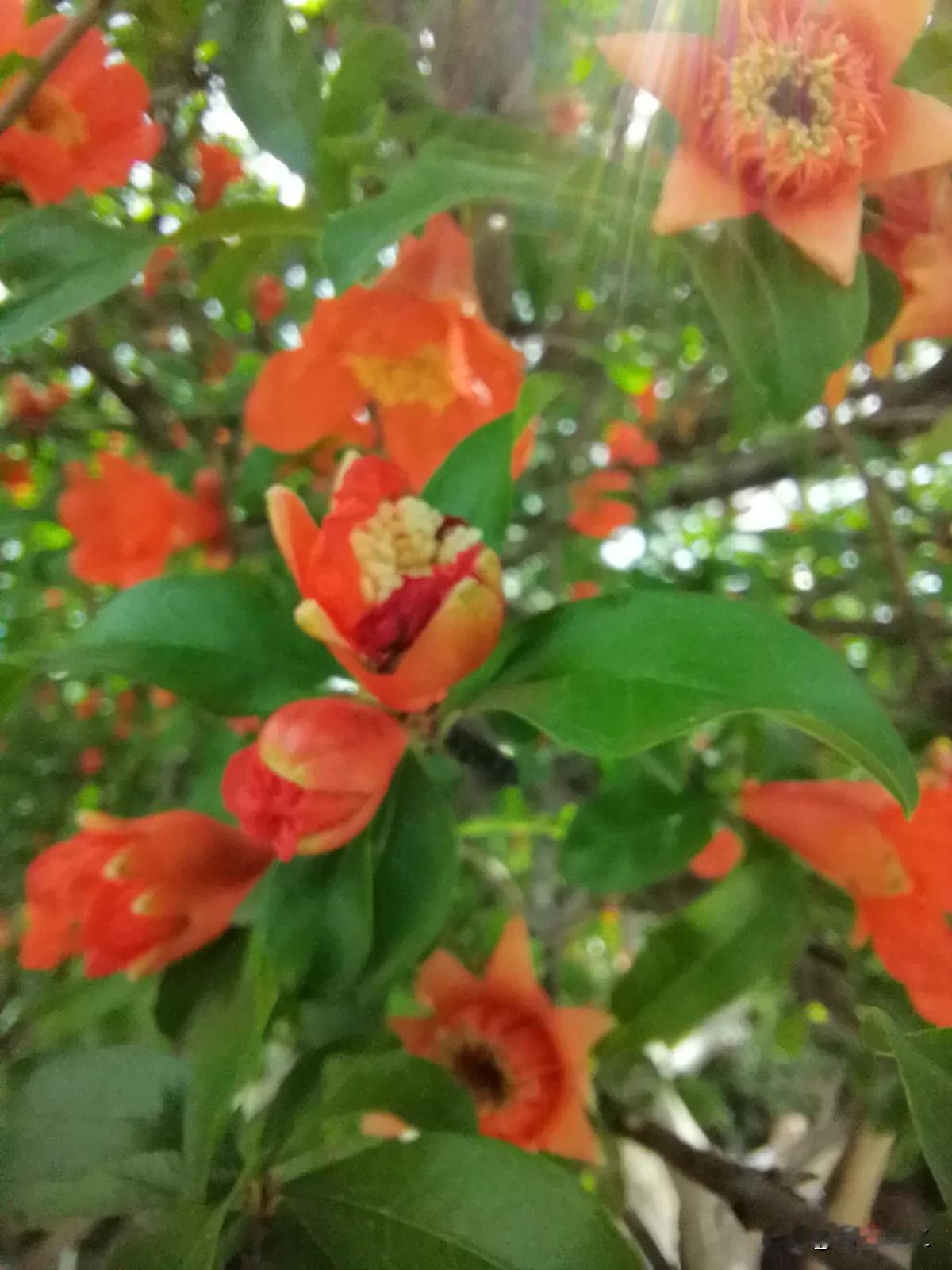 好像是在抖音上，刷到一个教栽花的视频。
当时是教怎么栽培桂花。
桂花可是我最喜欢