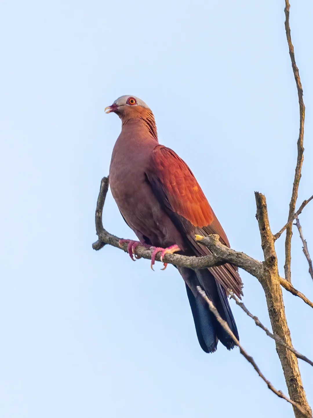 终于见到了这个我国罕见的紫林鸽种群