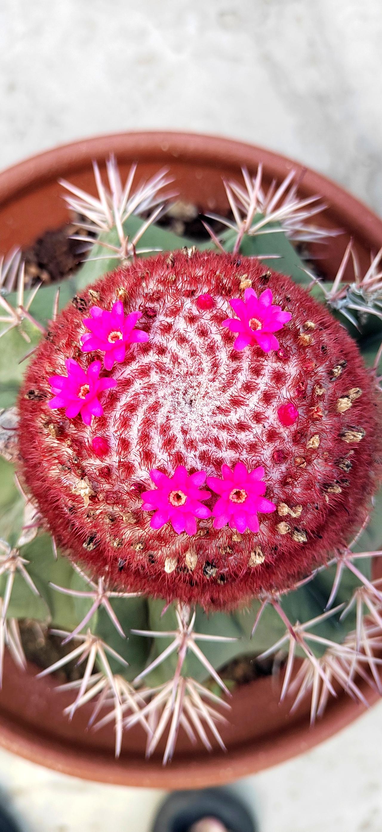 仙人球开花🌸 最美仙人球