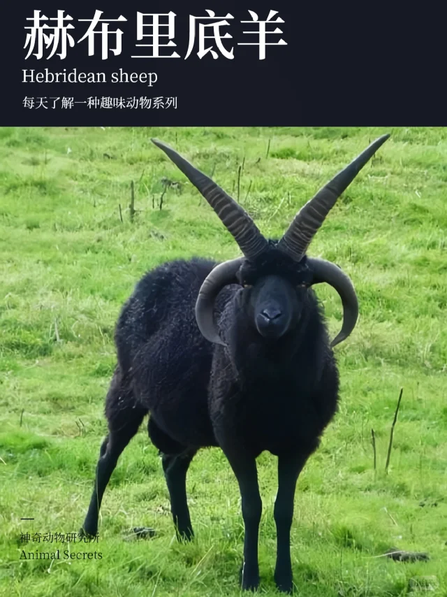 每天了解一种趣味动物👀赫布里底羊