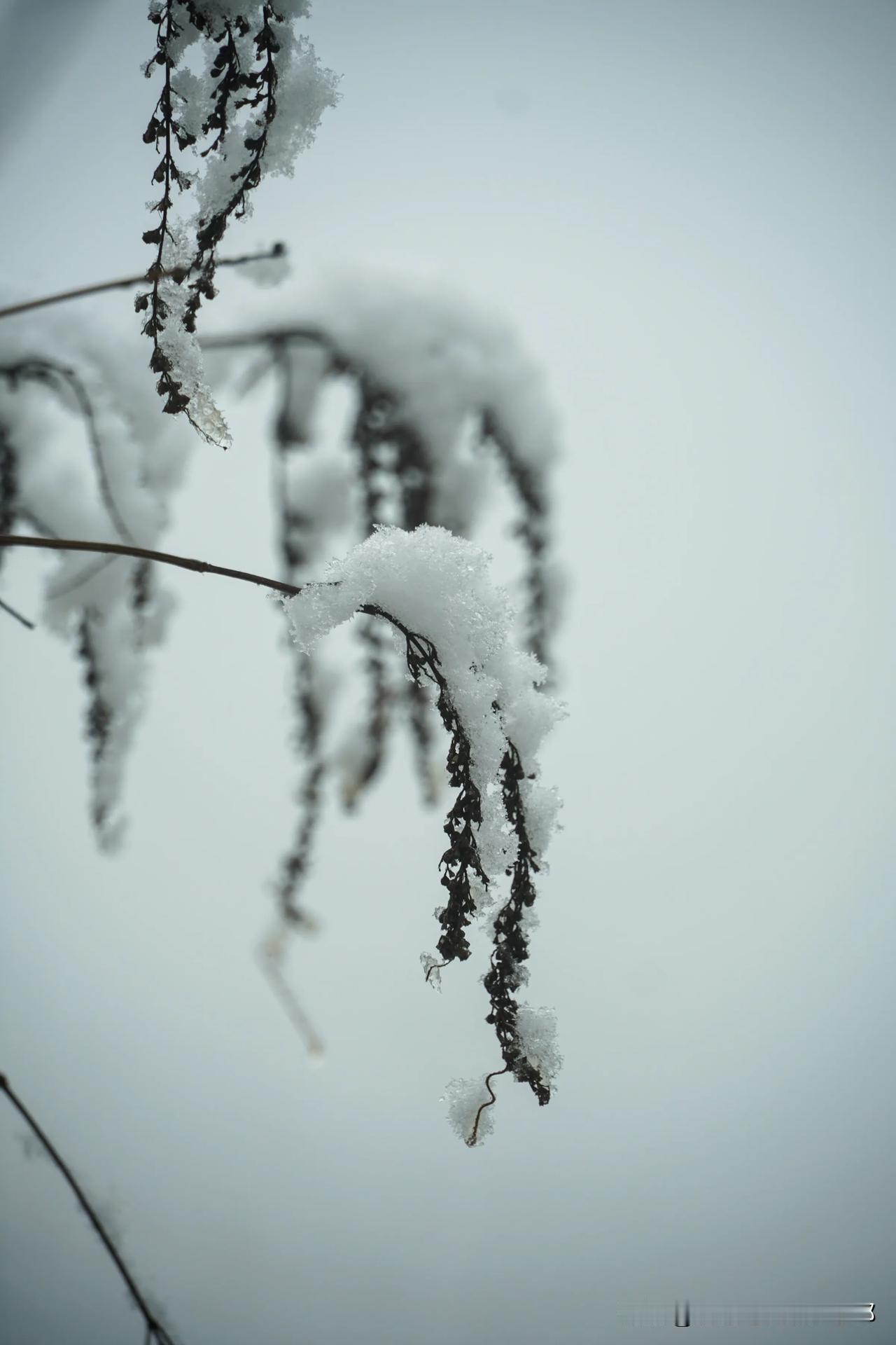 2025第二次雪