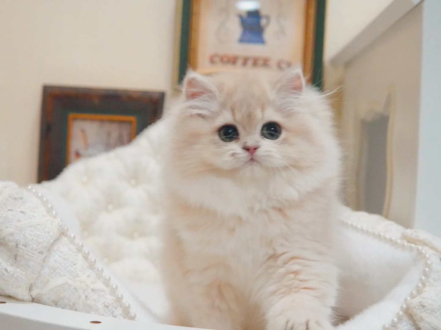 这是什么神仙小猫咪呀！！