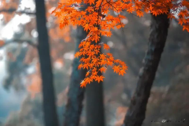 浮槎者【文｜狐山诗行】

秋叶垂落时，石阶的雨停止了蔓延
秋深的冷意，浸透白纻的