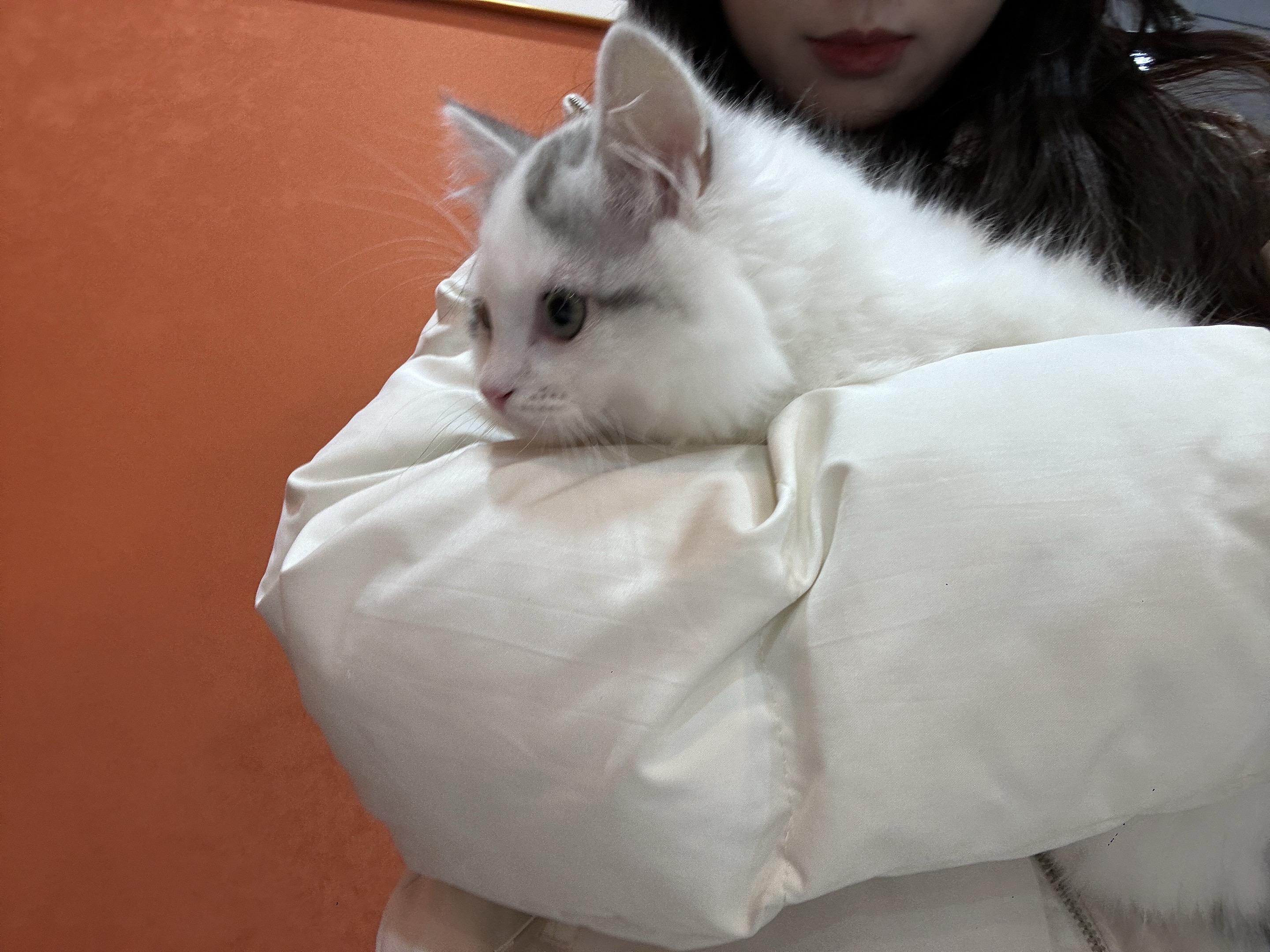 我有小猫啦！现在我是猫狗双全的人啦！！！（淘宝在我妈妈那边养）