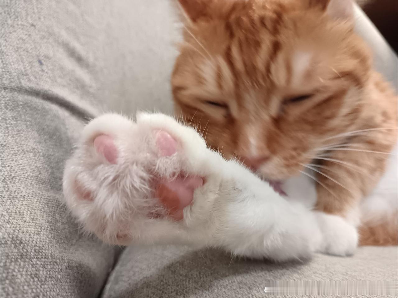50340【丑猫】毛毛咪咪脚 