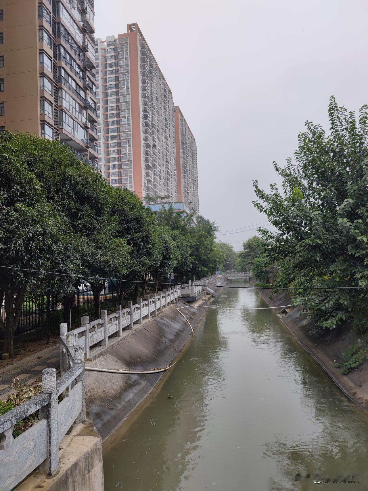10月10日，一位网友跟小圈分享了一个消息
她在临桂区人民路
西干渠看到一棵绿化