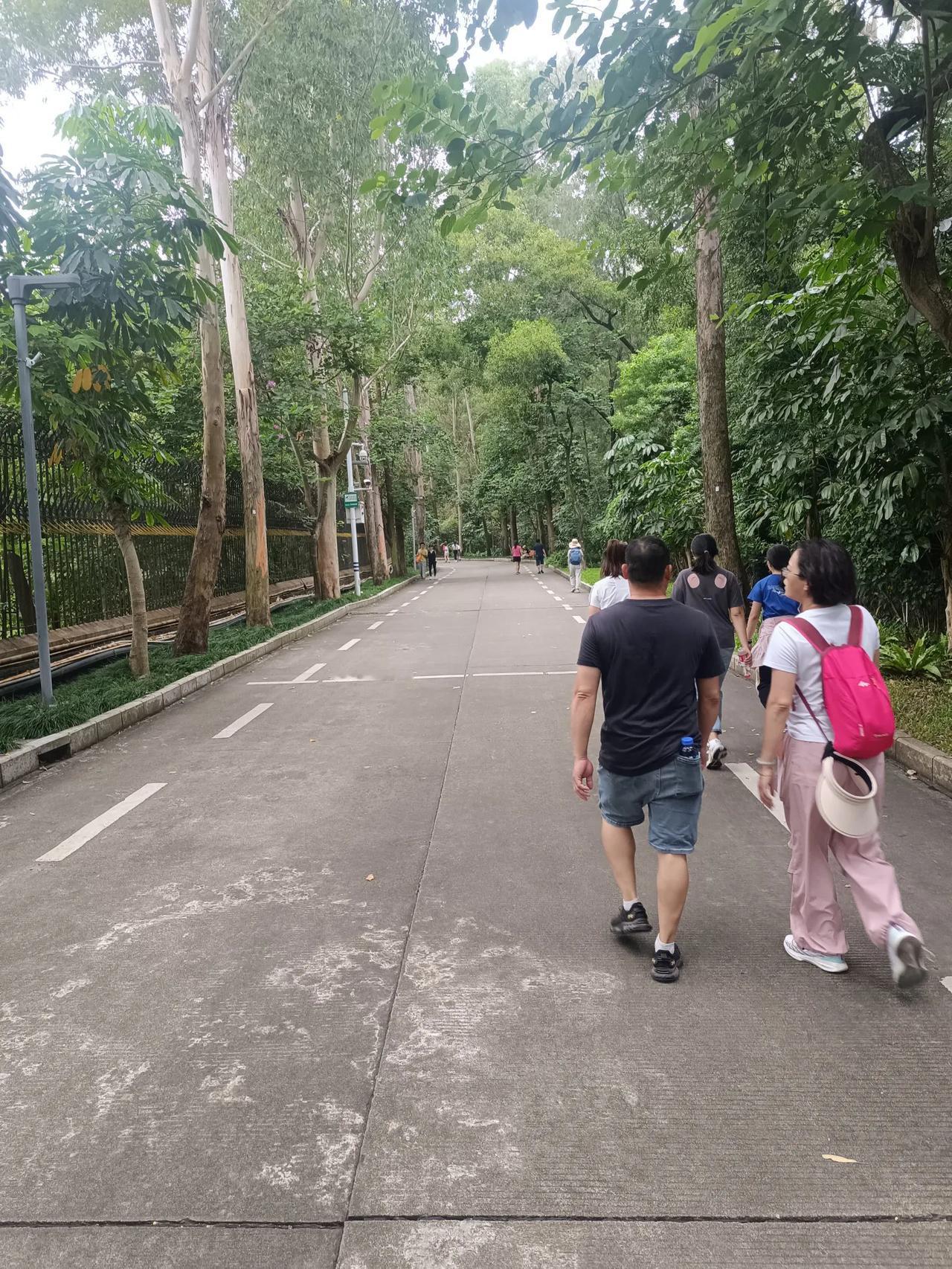 #秋日景色随手拍# 
深圳的秋季
植物依然碧绿
#深圳最美10月#