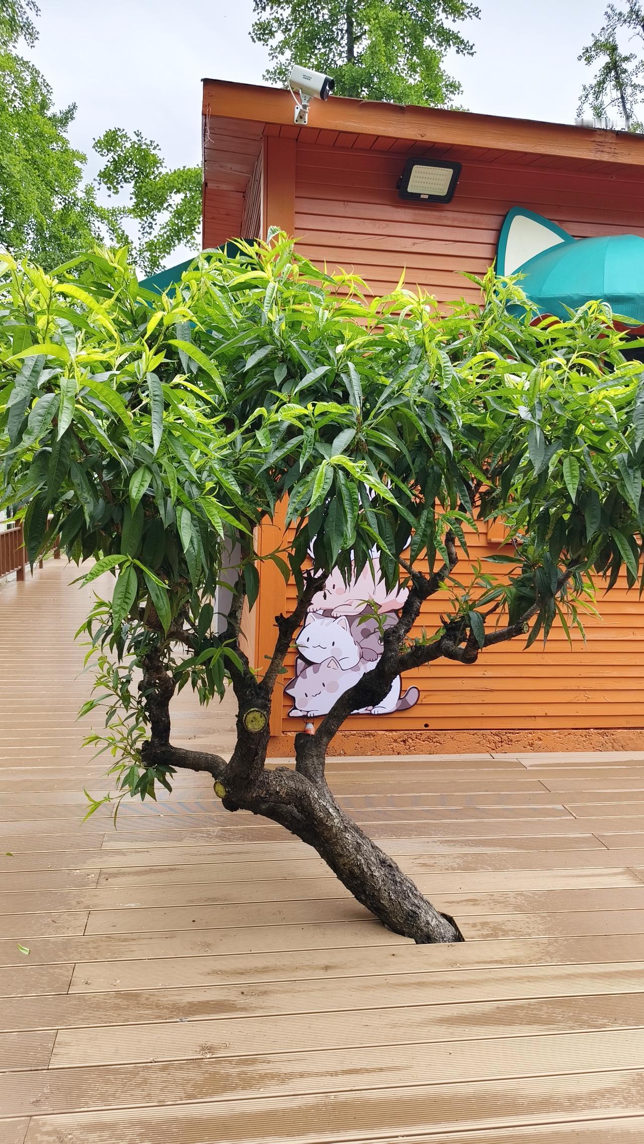 《屋包树你可能见过，地板包树你见过
吗?》
     在南京，大家早就习惯了为老