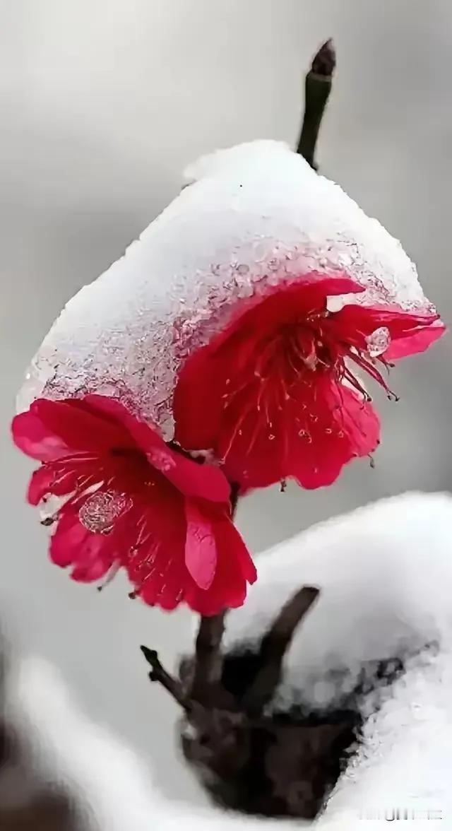 上联：梅雪清孤不等闲；
下联：？？？