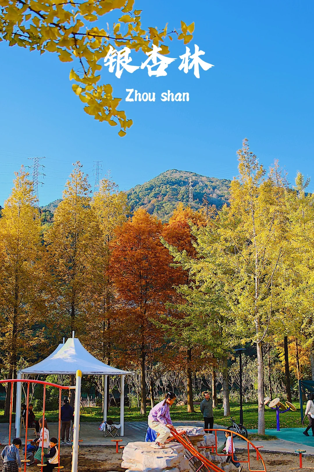 舟山旅行 | 报告！普陀这片银杏林全黄了🍂