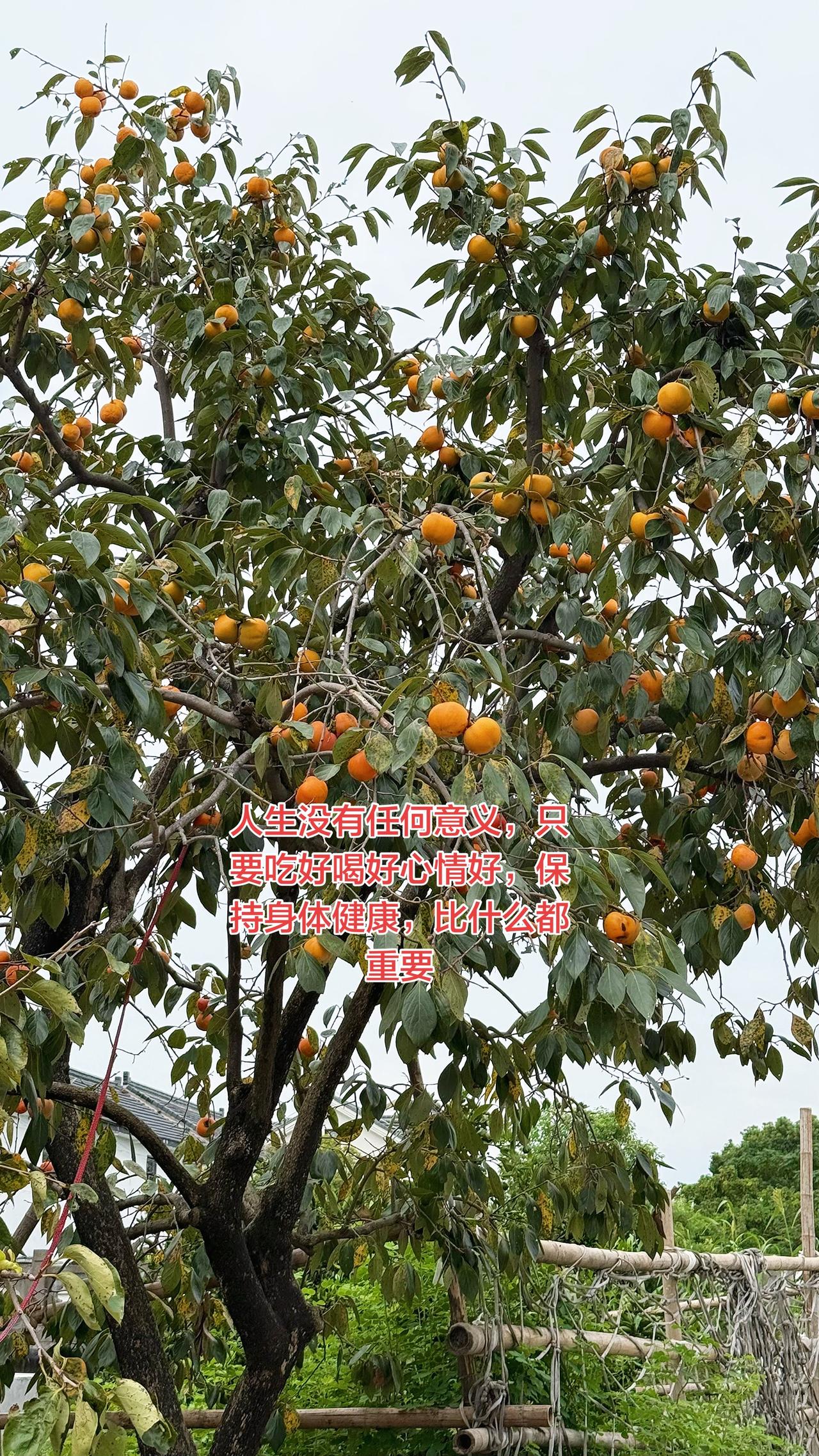 所谓烦恼，都是吃饱了没事干😂