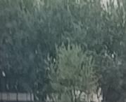 早晨起来就是下一阵雨打一阵雷，下一阵又打一阵雷。
        现在雨停了，雷