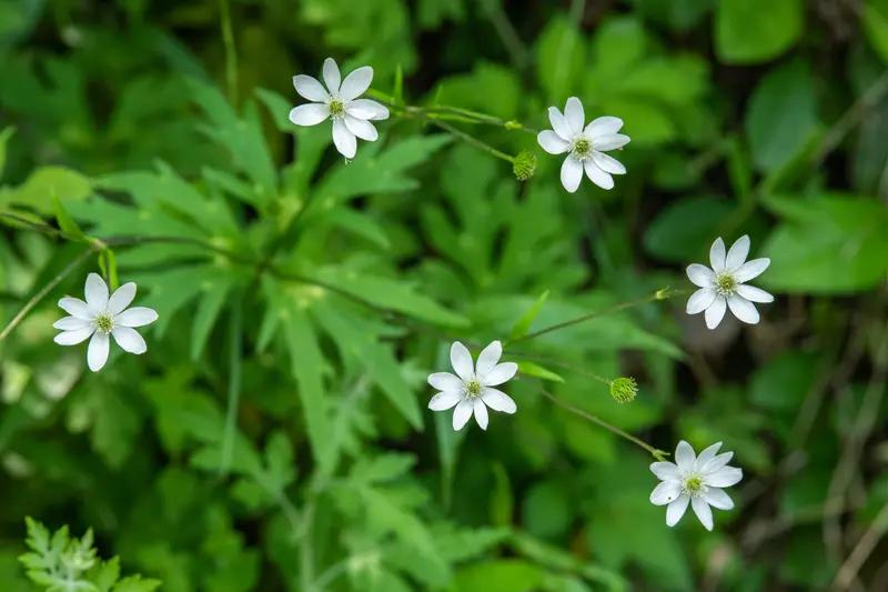 河南这事儿太离谱了！43岁女子玉梅，3年内跟3名男子订婚、办婚礼，索要60.14