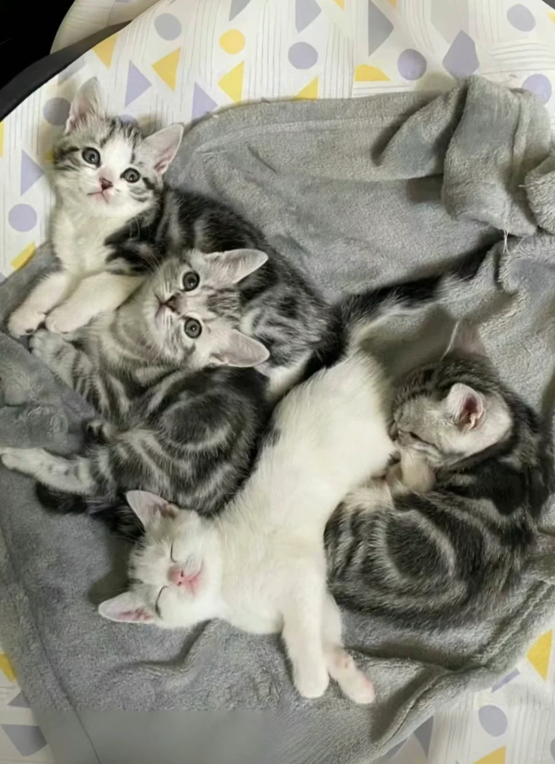 🇭🇰HK一窩高質美短曼基BB💛搵實力家長