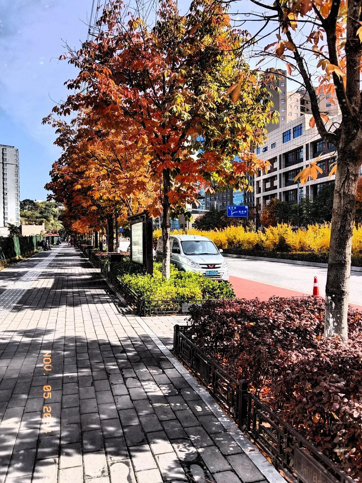 红叶浦路，绿树成荫#红叶随手拍# #随手拍的落叶杉# #秋叶随手拍# #随手拍秋