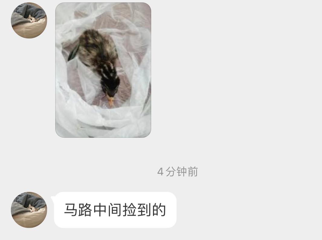 #鸟粉投稿# 马路上捡到【小xiǎo䴙䴘】宝宝👶🏻它们在水里很灵活，岸上寸步