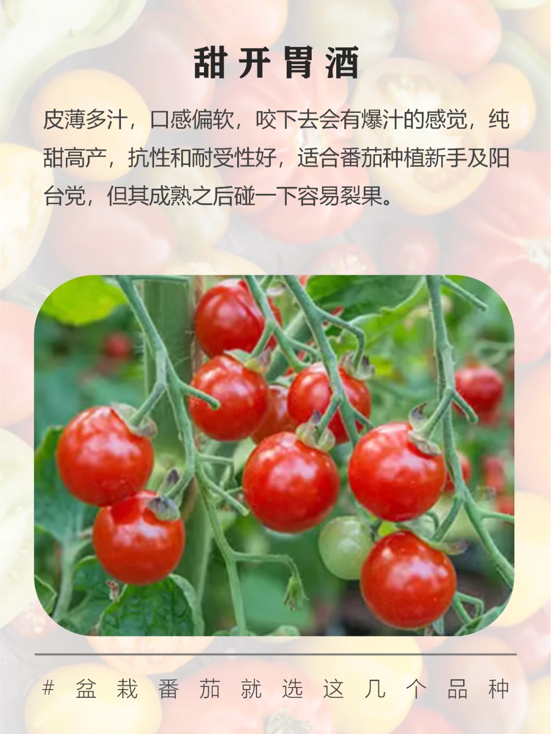 想要实现番茄自由就选这几个品种！🍅