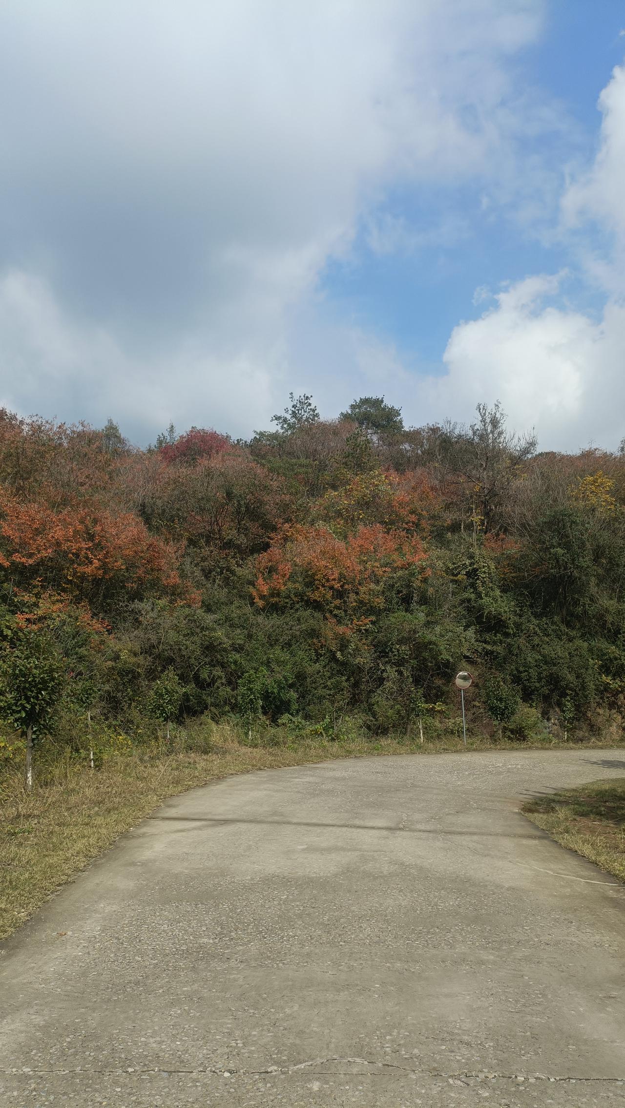 今天去团坊村看红叶
一进村口就看到山上树叶五颜六色
红的黄的绿的，五彩缤纷
秋天