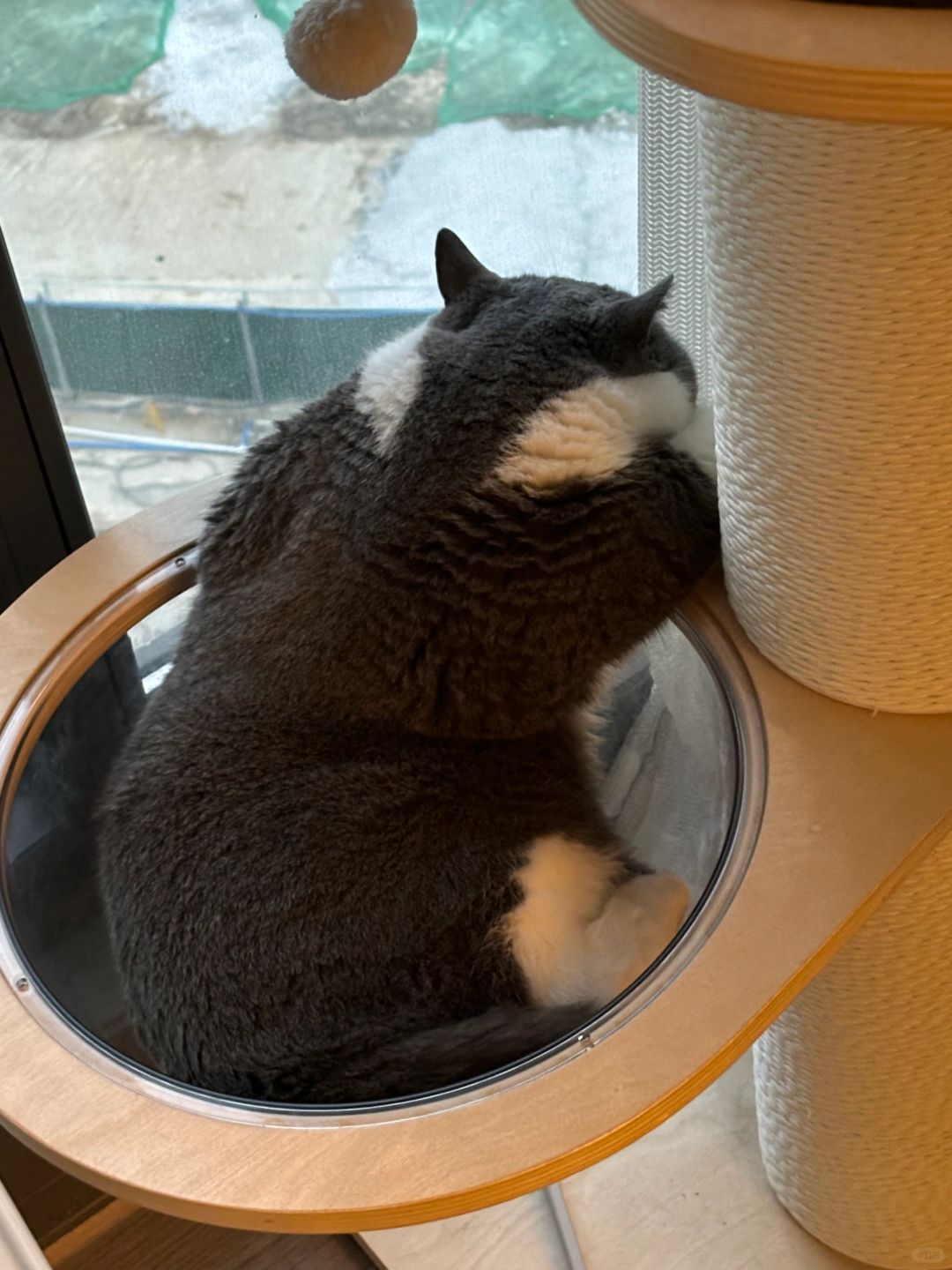啊？！大熊猫🐼进我家了？