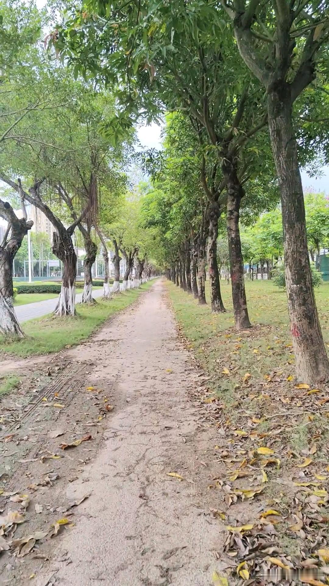 这么美的绿化，非机动车道修成这般模样，着实有些可惜！
     大亚湾石化大道，
