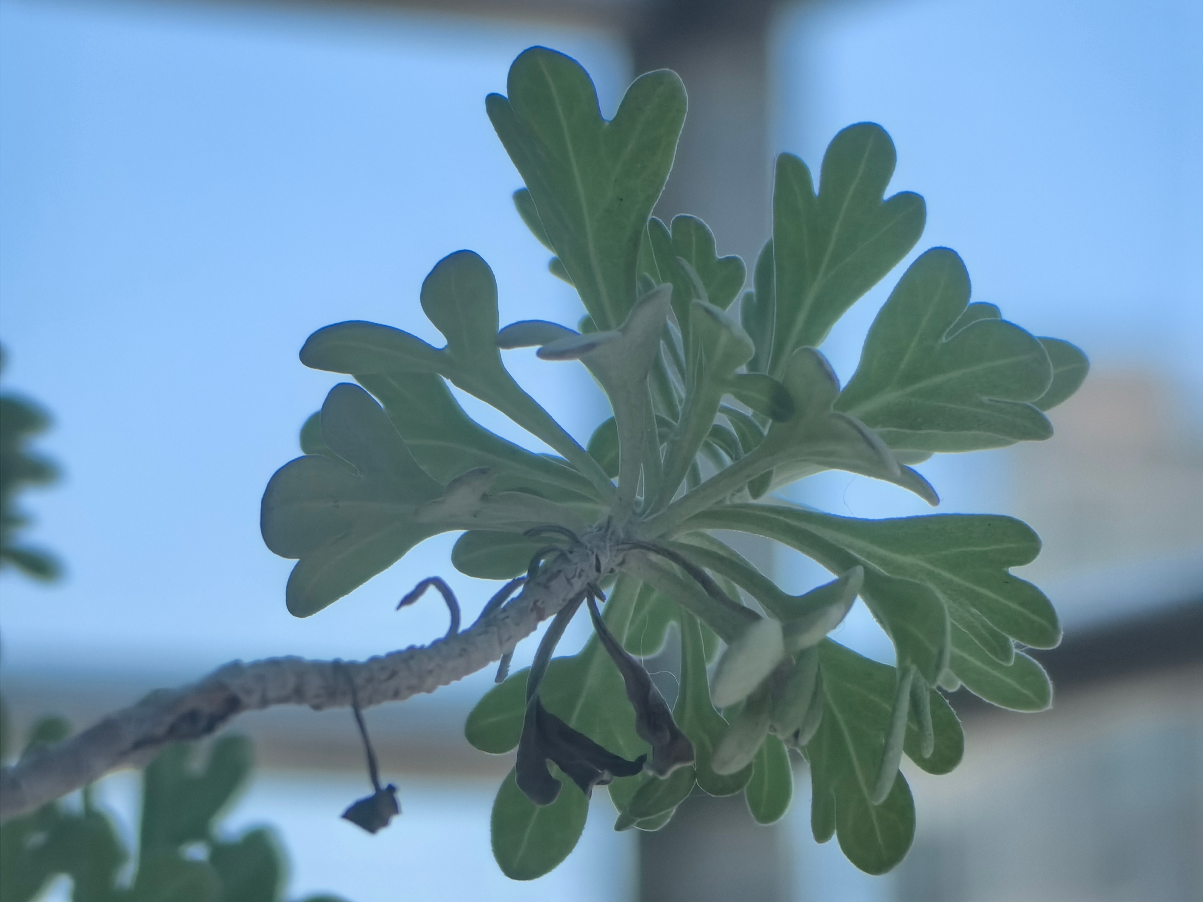 芙蓉花长的真好看。 