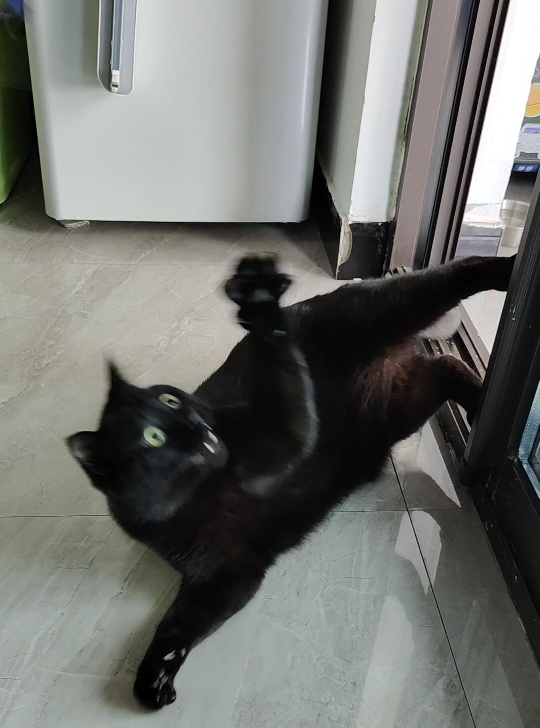 论黑猫可以有多抽象 ​​​