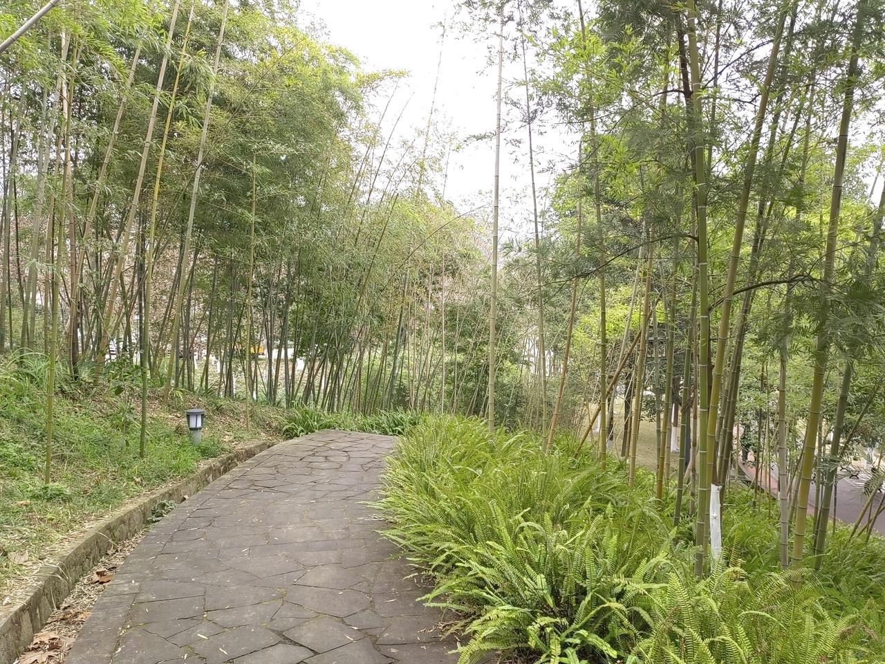 茂林修竹鸟欢鸣
石板小路通曲径
远离喧嚣心宁静
吐故纳新宜养生
      在公