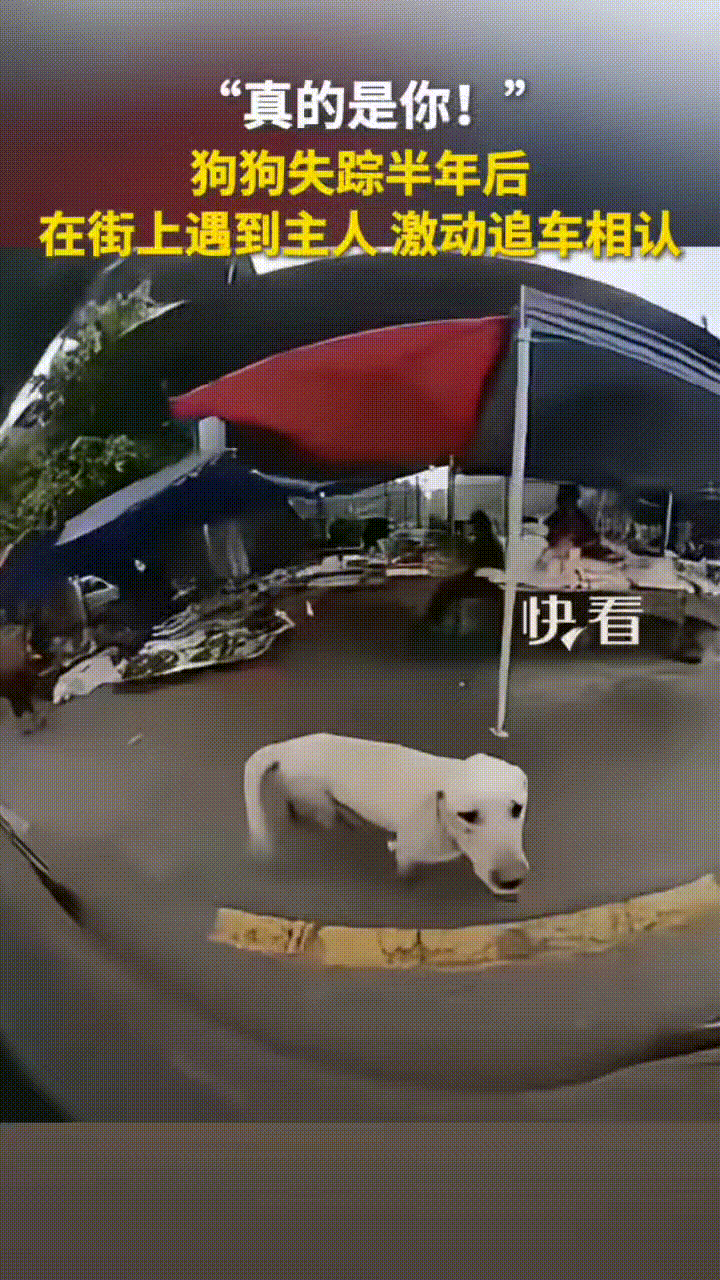 男子开车出门办事，

途中发现一条狗一直跟在后边，

后来下车仔细一看，原来是