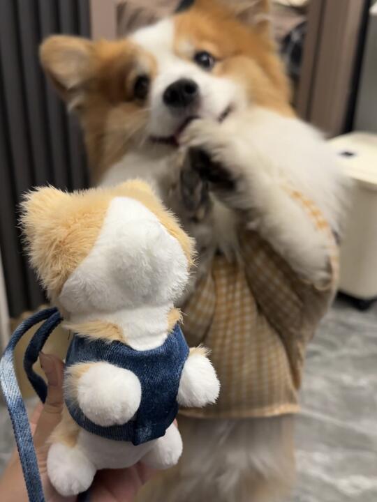臭狗天天抢我玩具