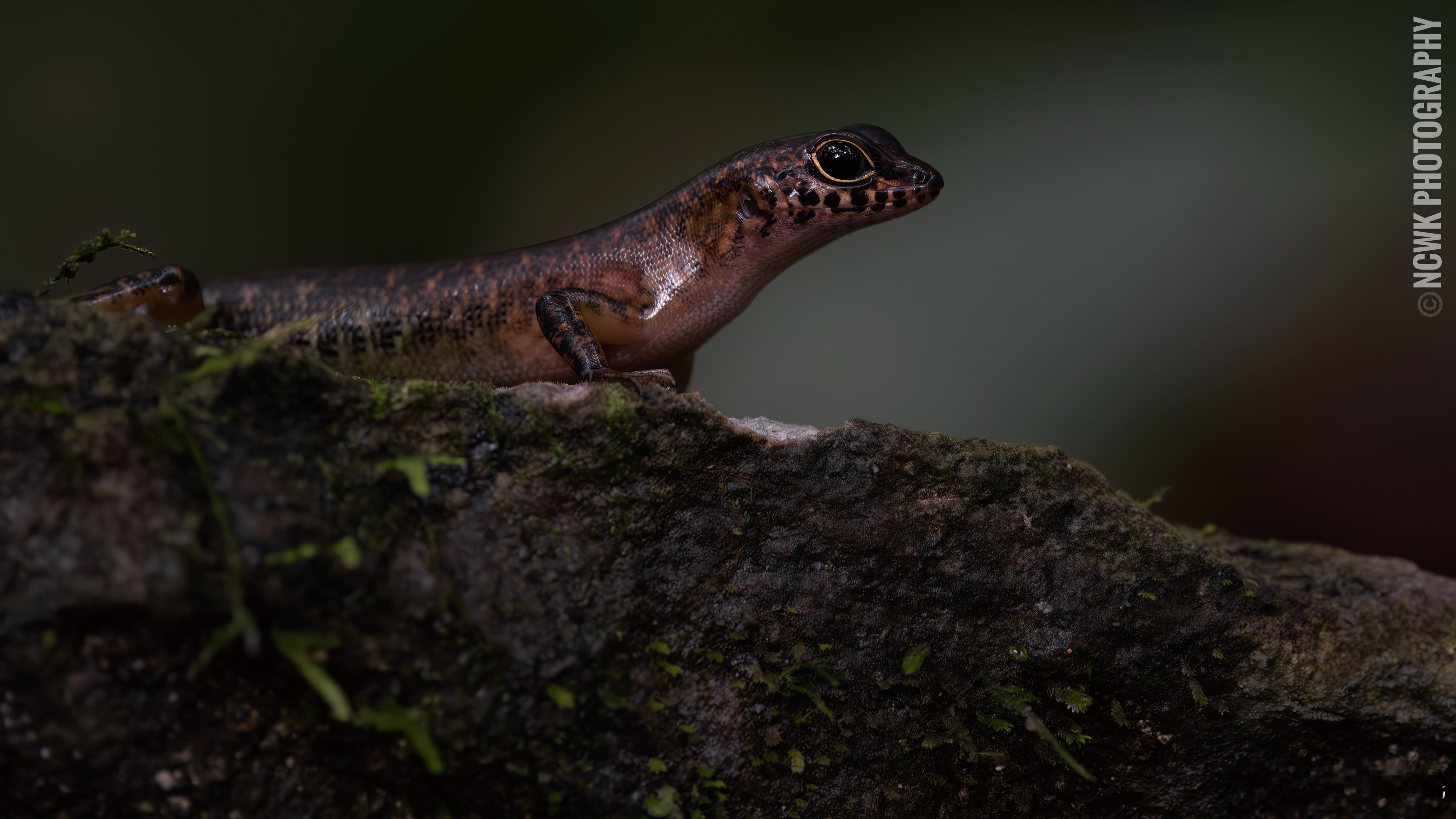 Sabah Slender Skink（沙巴蜓蜥）2025.3/ 婆罗洲奇妙生物