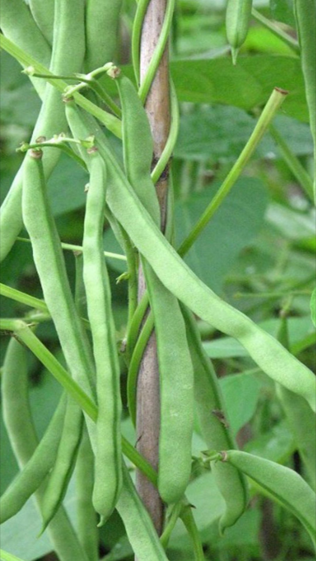 【摘转】芸豆芸豆，是一种可以食用的豆科植物。学名菜豆，俗称二季豆或四季豆。嫩荚或