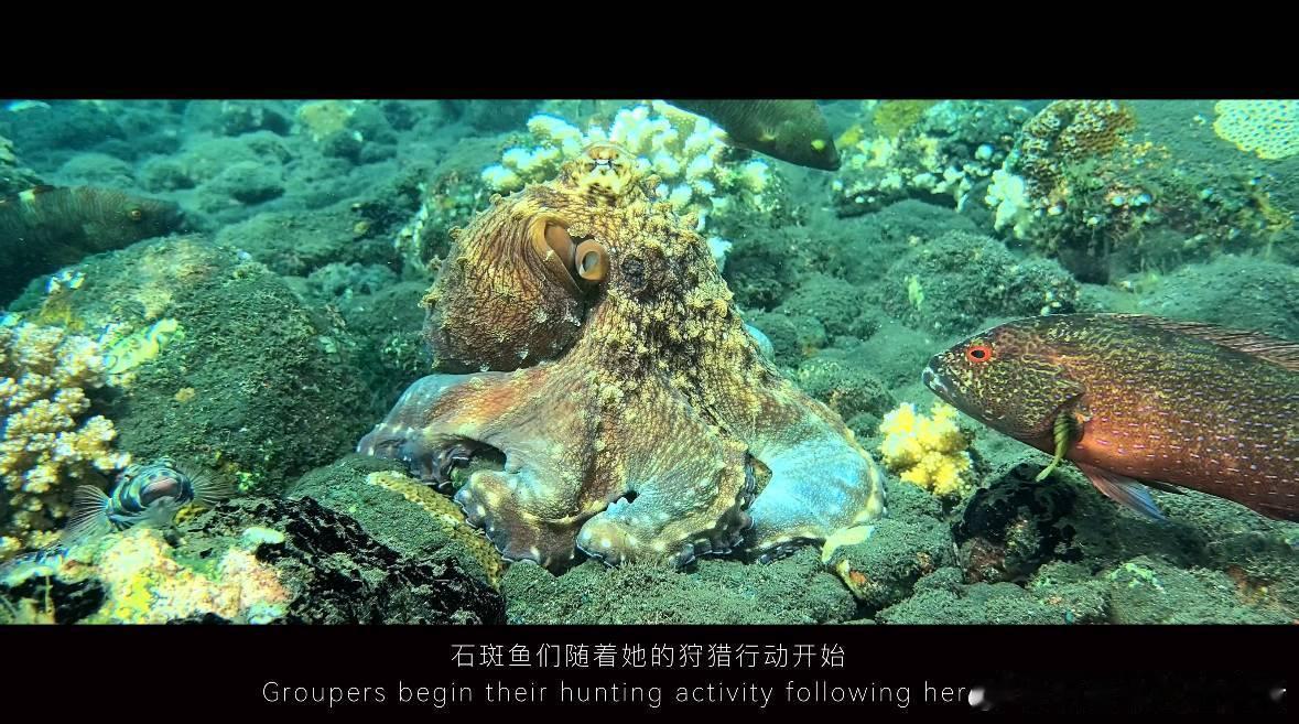华为手机拍摄的纪录片《章鱼母亲》获金鸡奖，这是一部关于海洋生态和母爱的赞歌。章鱼