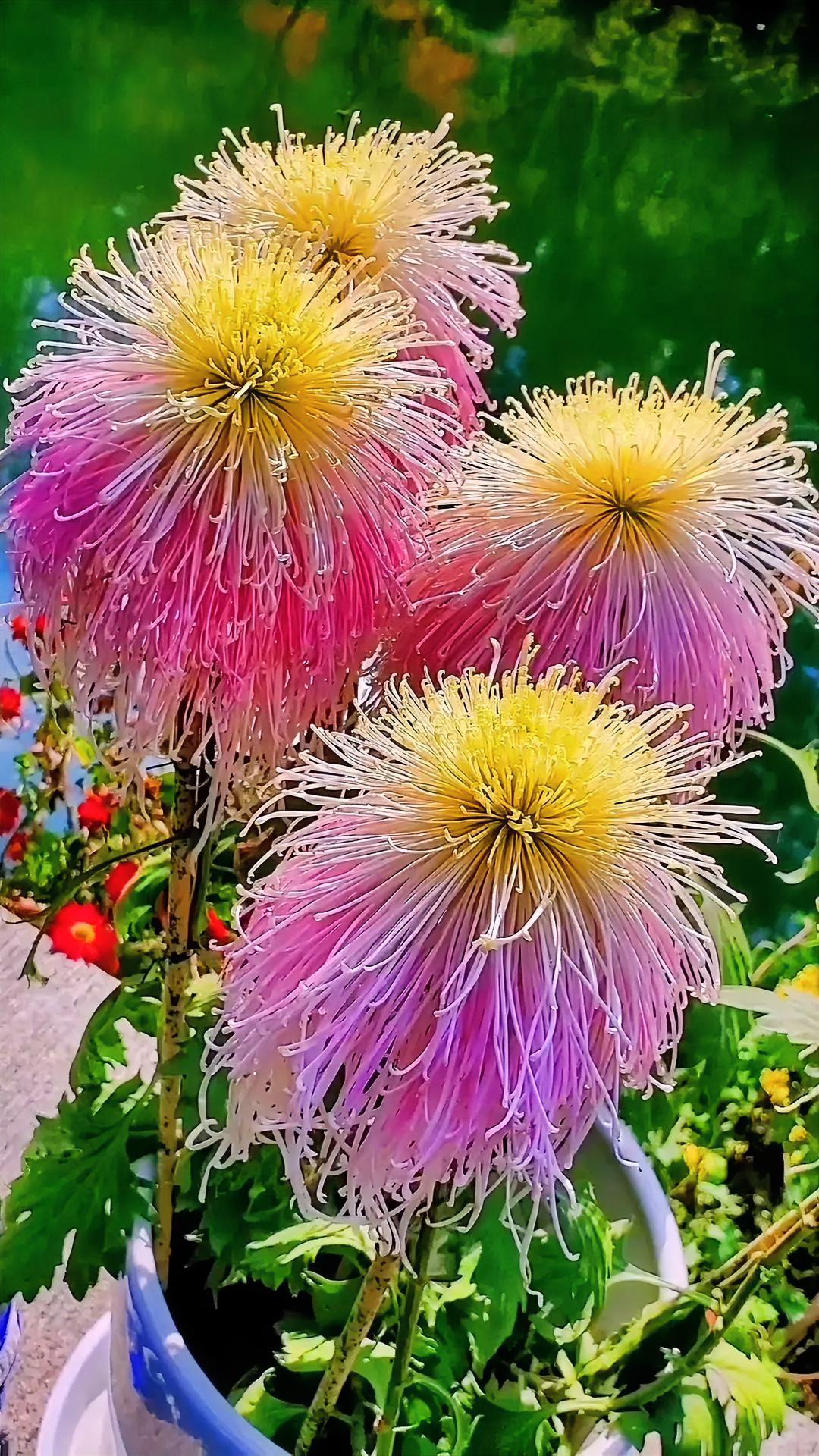 偶尔拍到不认识的花朵，搜了一下才知道，也是菊花，没有野生的，是人工培育的园艺品种