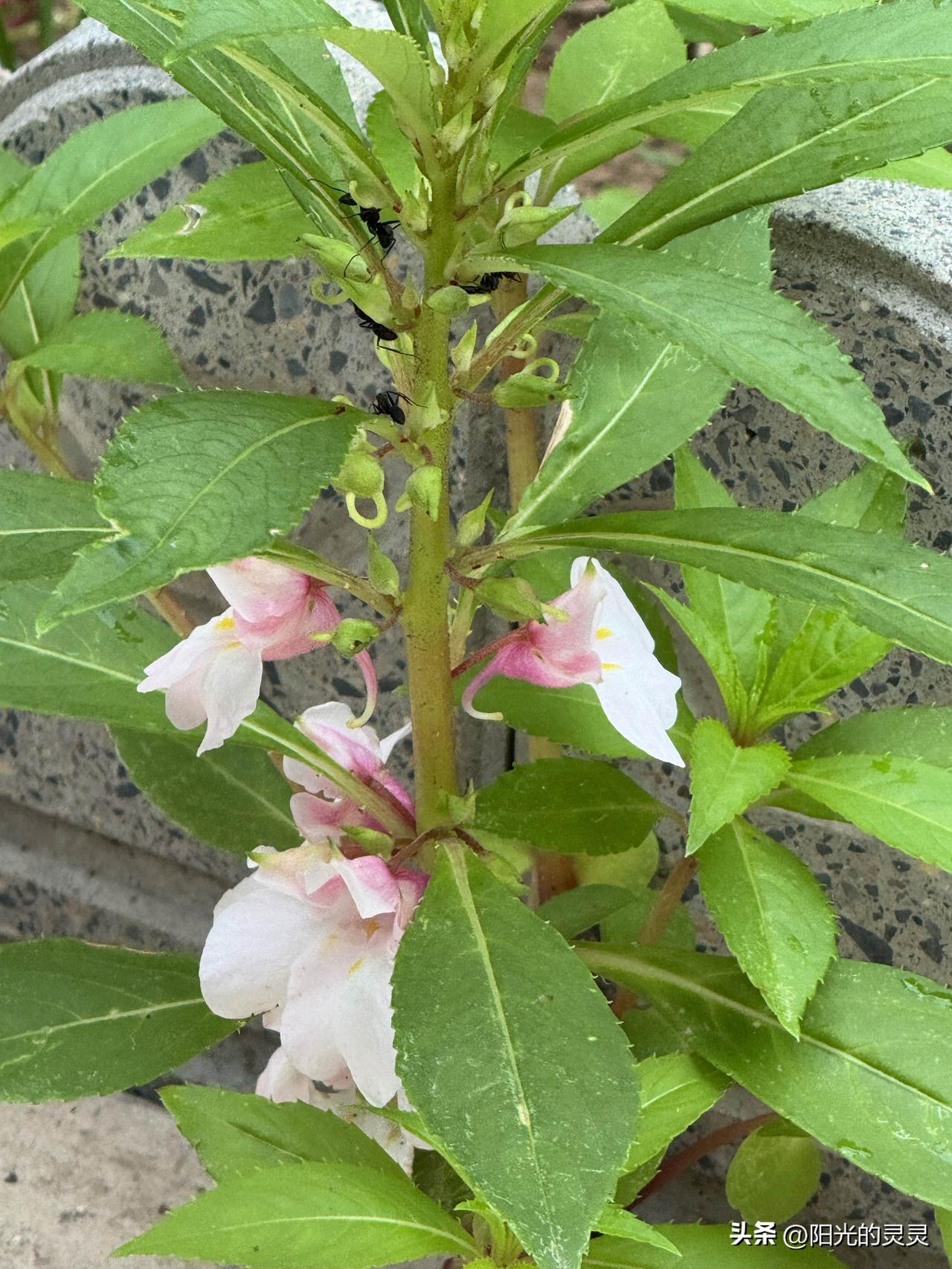 小院温馨的不行，所有的花花草草正在茁壮成长。长芽的长芽，长叶的长叶，长高个的长高
